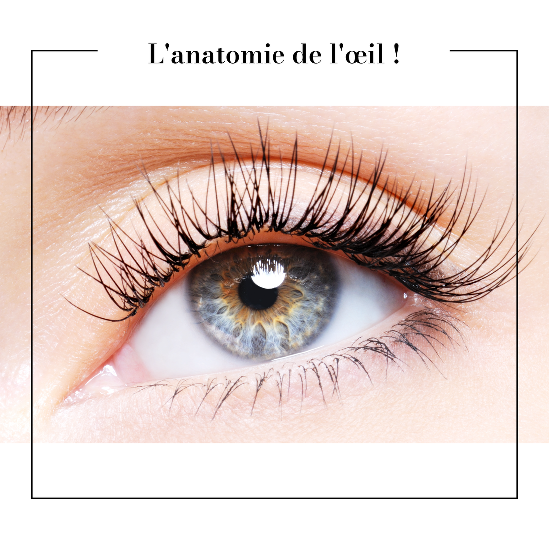 L'anatomie de l'œil !